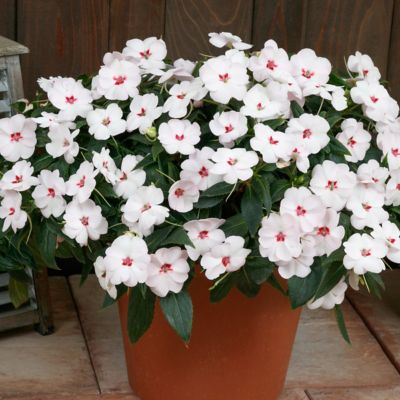 National Plant Network 2.5 in. Vigorous Sweetheart White Impatiens Next Generation Sunpatiens Plants, 3-Pack