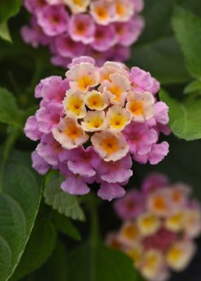 National Plant Network 2.5 in. Pink Bloomify Everblooming Lantana Plant, 3 pc.