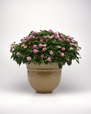 Image showing  2.5 in. Pink Bloomify Everblooming Lantana Plant, 3 pc.