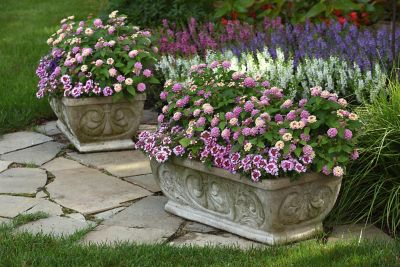 Image showing  2.5 in. Pink Bloomify Everblooming Lantana Plant, 3 pc.