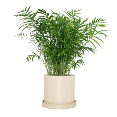 National Plant Network 7 in. Cream Upcycled Planter with 6 in. Parlor Palm