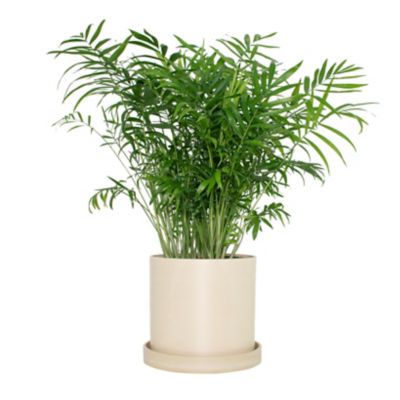National Plant Network 6 in. Parlor Palm Plant in 7 in. Cream Upcycled Planter, 1 pc.