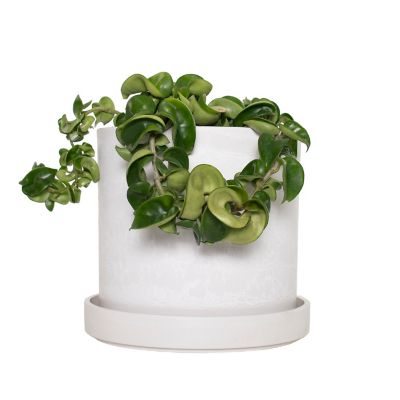 National Plant Network 6 in. Hoya Hindu Rope Plant in 7 in. Stonewash Upcycled Planter, 1 pc.