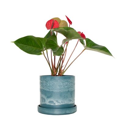National Plant Network 7 in. Blue Stonewash Upcycled Planter with 6 in. Red Anthurrium