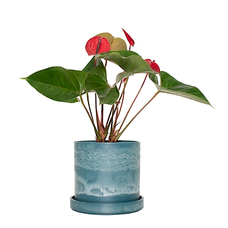 National Plant Network 7 in. Blue Stonewash Upcycled Planter with 6 in. Red Anthurrium