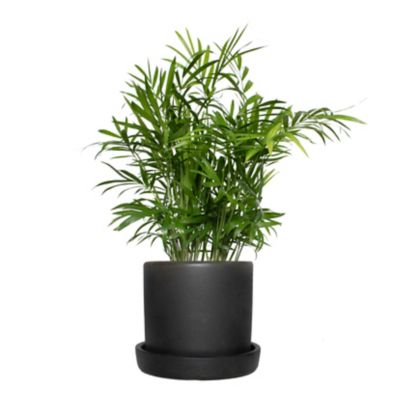 National Plant Network 4 in. Parlor Palm Plant in 5 in. Semi Matte Black Hyde Container, 1 pc.