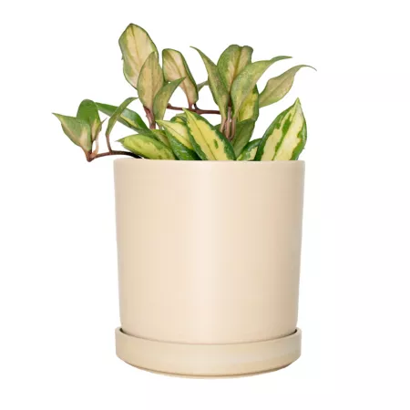 National Plant Network 4" Hoya Tricolor Plant in 5" Cream Recycled Planter Perennials