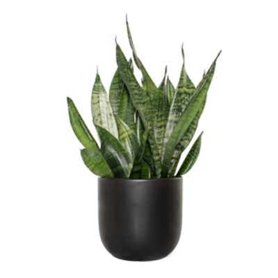 National Plant Network 7 in. Semi Matte Black Grant Container with 6 in. Sanseveria Zeylanica