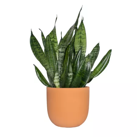 National Plant Network 6" Sanseveria Zeylanica Plant in 7" Red Clay Terracotta Grant Container Perennials