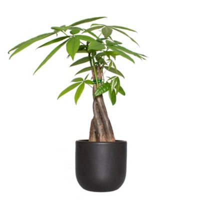 National Plant Network 5 in. Semi Matte Black Grant Container with 4 in. Braided Money Tree