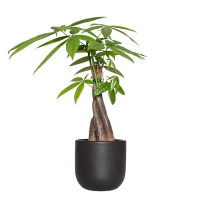 National Plant Network 4 in. Braided Money Tree in 5 in. Semi Matte Black Grant Container, 1 pc.