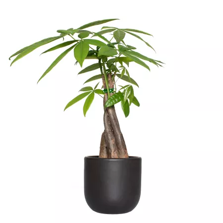 National Plant Network 4" Braided Money Tree in 5" Semi-Matte Black Grant Container 1 Count Succulents & House Plants