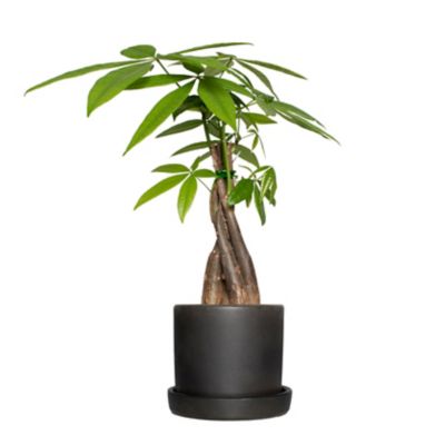 National Plant Network 5 in. Semi Matte Black Bryant Container with 4 in. Braided Money Tree