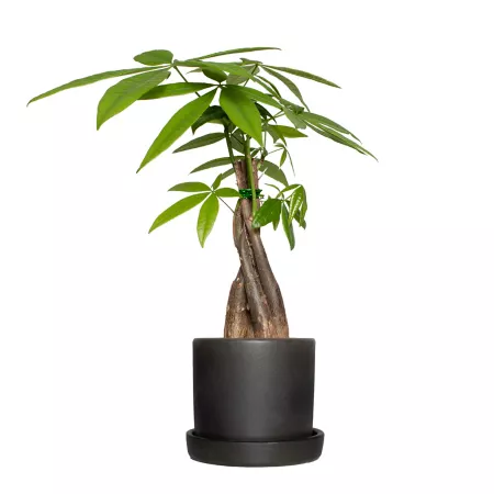 National Plant Network 4" Braided Money Tree in 5" Semi-Matte Black Bryant Container 1 Piece Succulents & House Plants