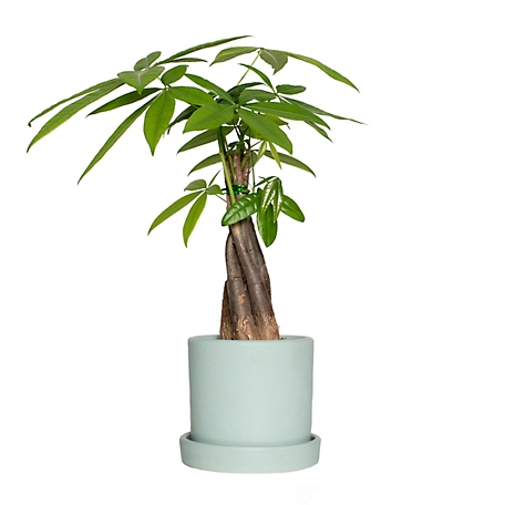 National Plant Network 5 in. Semi Matte Mint Bryant Container with 4 in. Braided Money Tree