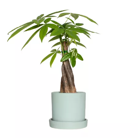 National Plant Network 4" Braided Money Tree in 5" Semi-Matte Bryant Mint Container 1 Count Succulents & House Plants