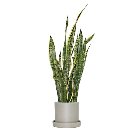 National Plant Network 7 in. Semi Matte Stone Hyde Container with 6 in. Sanseveria Laurentii