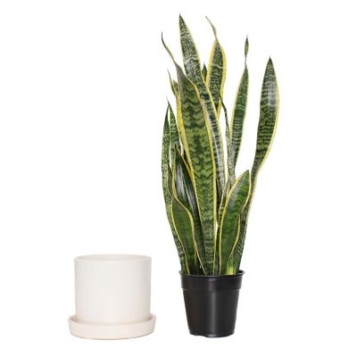 National Plant Network 7 in. Semi Matte Cream Hyde Container with 6 in. Sanseveria Laurentii