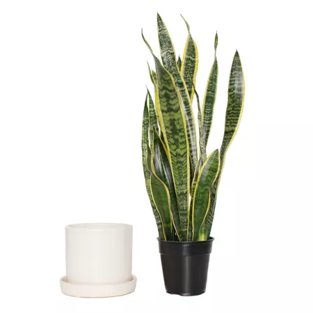 National Plant Network 6" Sansevieria Laurentii Plant in 7" Semi-Matte Cream Hyde Container 1 pc. Succulents & House Plants