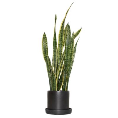 National Plant Network 7 in. Semi Matte Black Hyde Container with 6 in. Sanseveria Laurentii