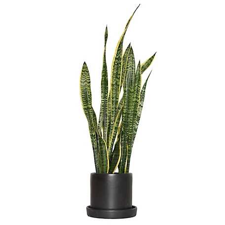 National Plant Network 7 in. Semi Matte Black Hyde Container with 6 in. Sanseveria Laurentii