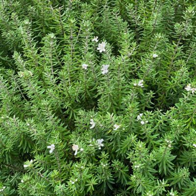 Alder & Oak 1 gal. Coast Rosemary Westringia Fruticosa Plant