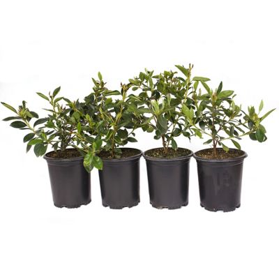 Image showing  1 gal. Pink Southern Charm Azalea Plant