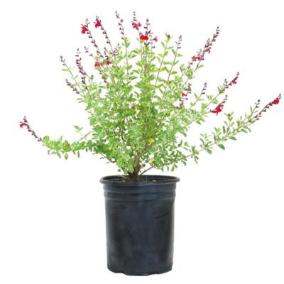Alder & Oak 5 gal. Potted Red Garden Sage Plant