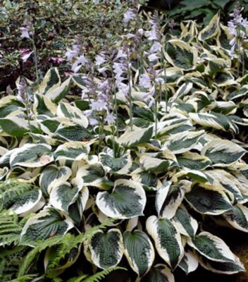 1 gal. Hosta