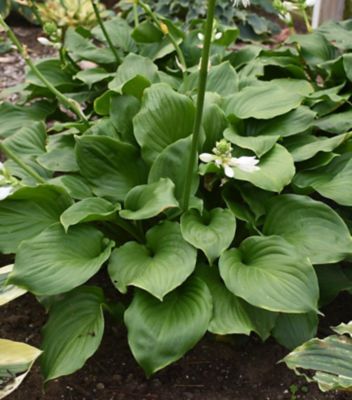 1 gal. Hosta Royal Crest