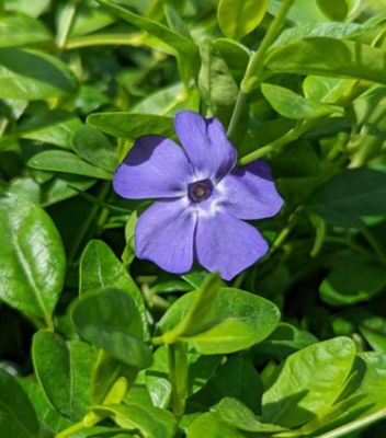 1 gal. Vinca Bowles