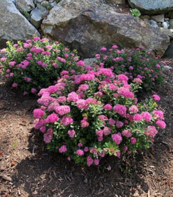 Bloomin' Easy 3 gal. Poprocks Petite Spiraea