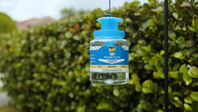 Image showing  Reusable Fly Jar Trap With Lure