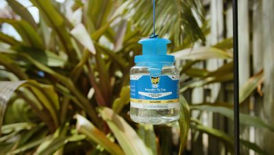 Image showing  Reusable Fly Jar Trap With Lure