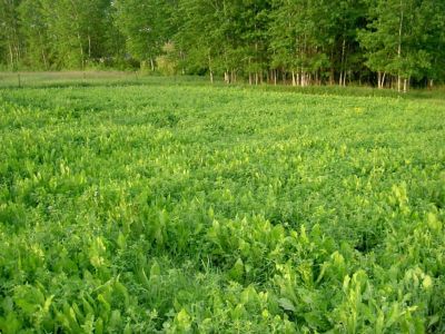 Image showing  Alfa-Feast, 16060