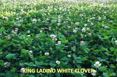 Image showing  King Ladino White Clover, 16025