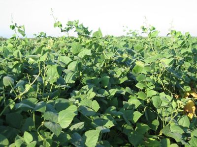 Image showing  LabLab Seed, 700