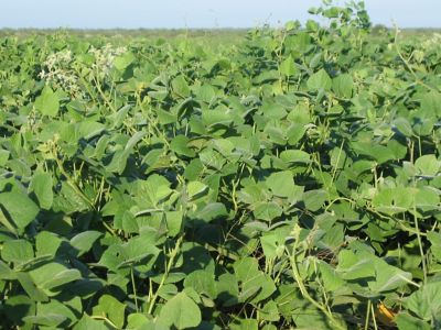 Image showing  LabLab Seed, 700