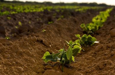 Image showing  LabLab Seed, 700