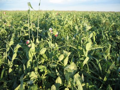 Image showing  Max-Attract, 650