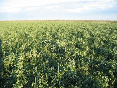 Image showing  Max-Attract, 650