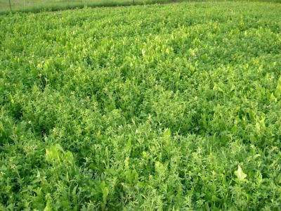 Image showing  Monster Mix, 100