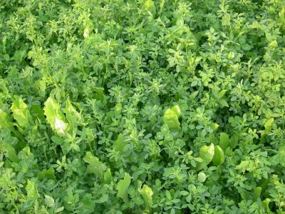 Image showing  Monster Mix, 100