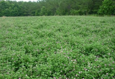 Image showing  Rackup Red Clover, 5032