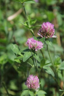 Image showing  Rackup Red Clover, 5032