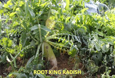 Image showing  Root King Radish, 16030