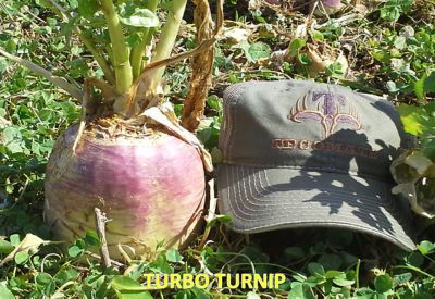 Image showing  Turbo Turnip, 16040