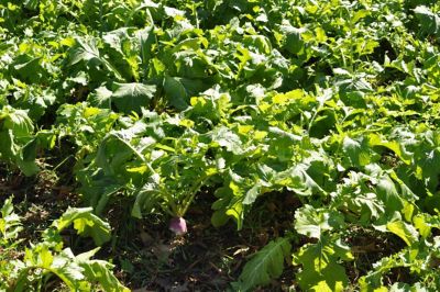 Image showing  Turbo Turnip, 10020