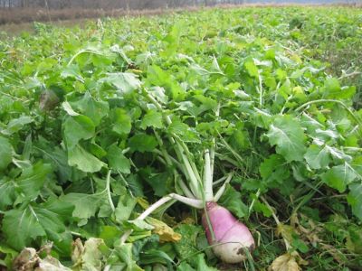 Image showing  Ultra-Forage, 400