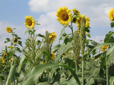 Image showing  Upland Game Bird Tecomix, 1300